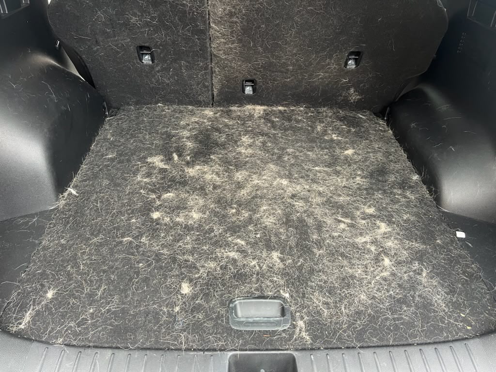 Boot carpet buried in pet hair before an Interior Reset